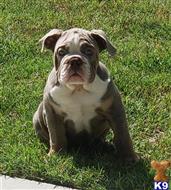 english bulldog puppy posted by Kris English Bulldogs